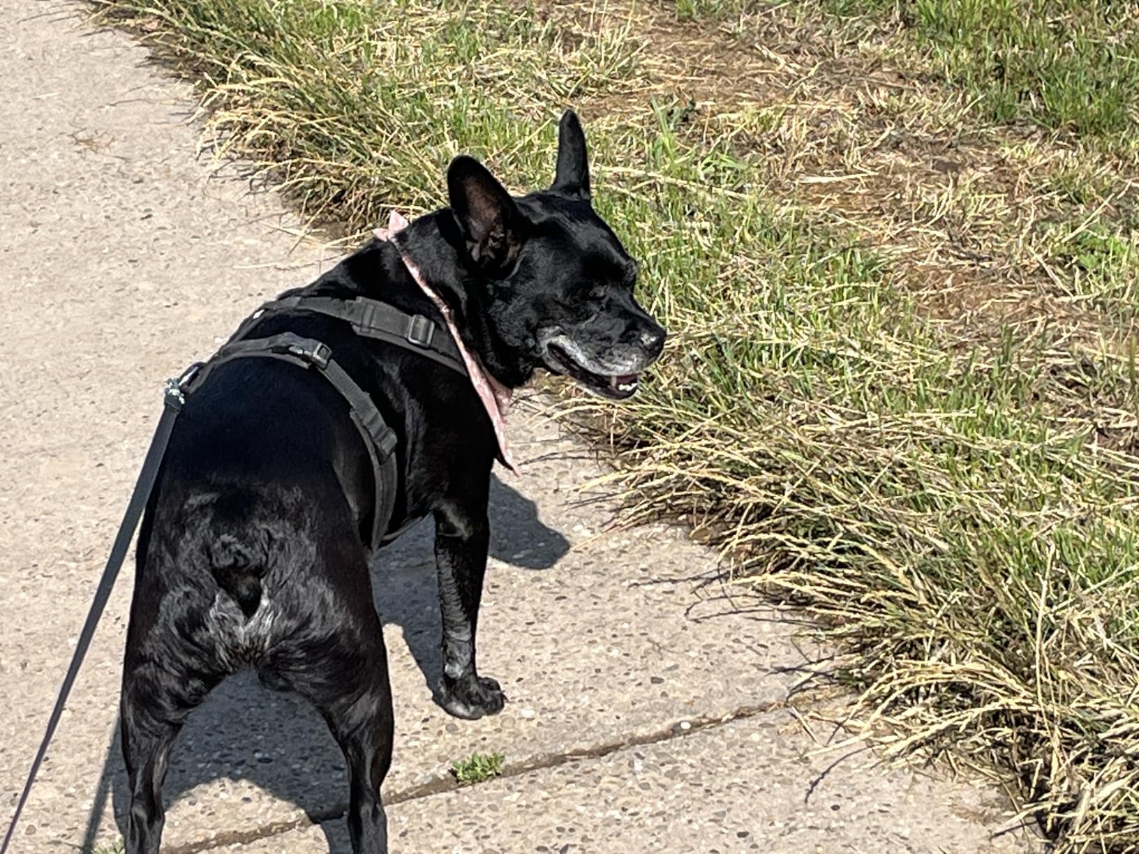 Alter Hund frisst wieder mit Appetit, unglaublich
