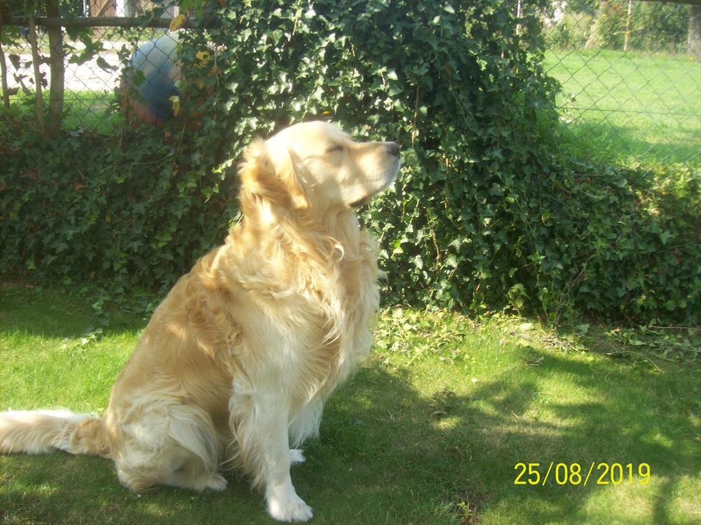 Ideal für Jagdhund im Einsatz