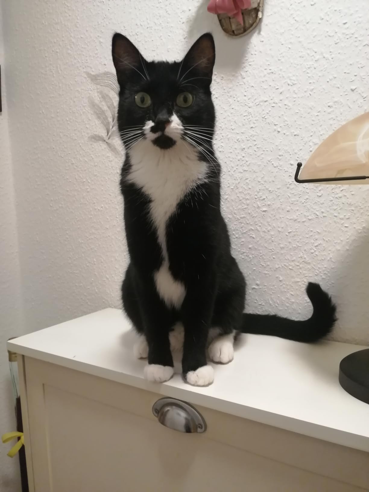 Beide Katzen sind begeistert