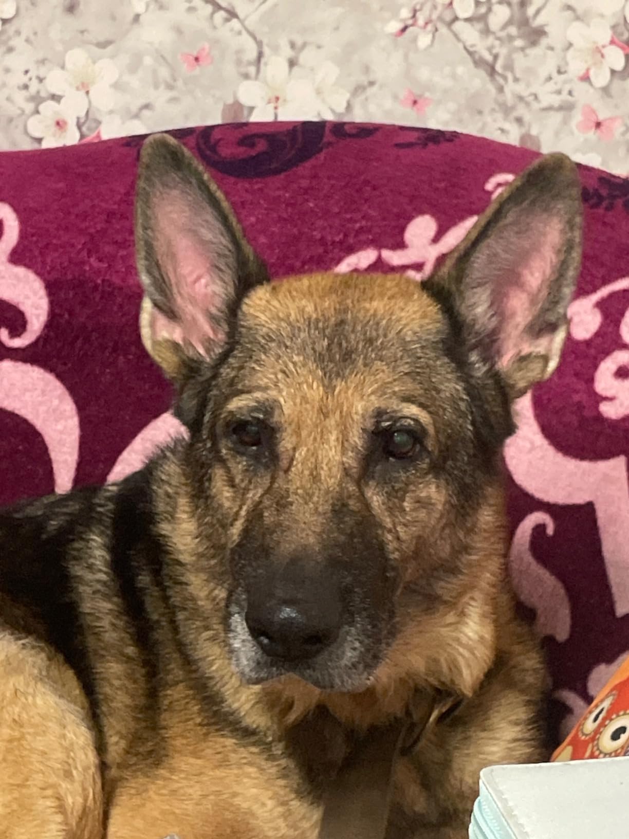 Power für meinen Agility-Hund