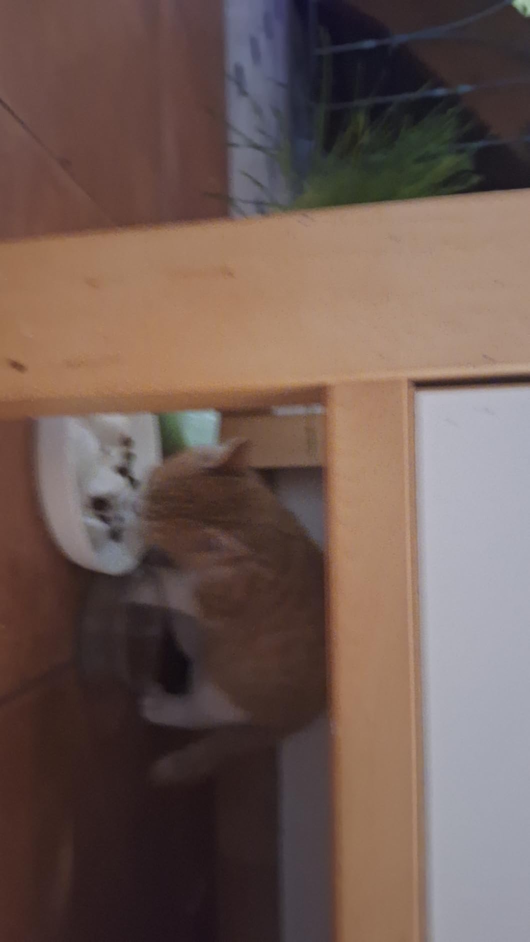 Babykater fährt voll drauf ab