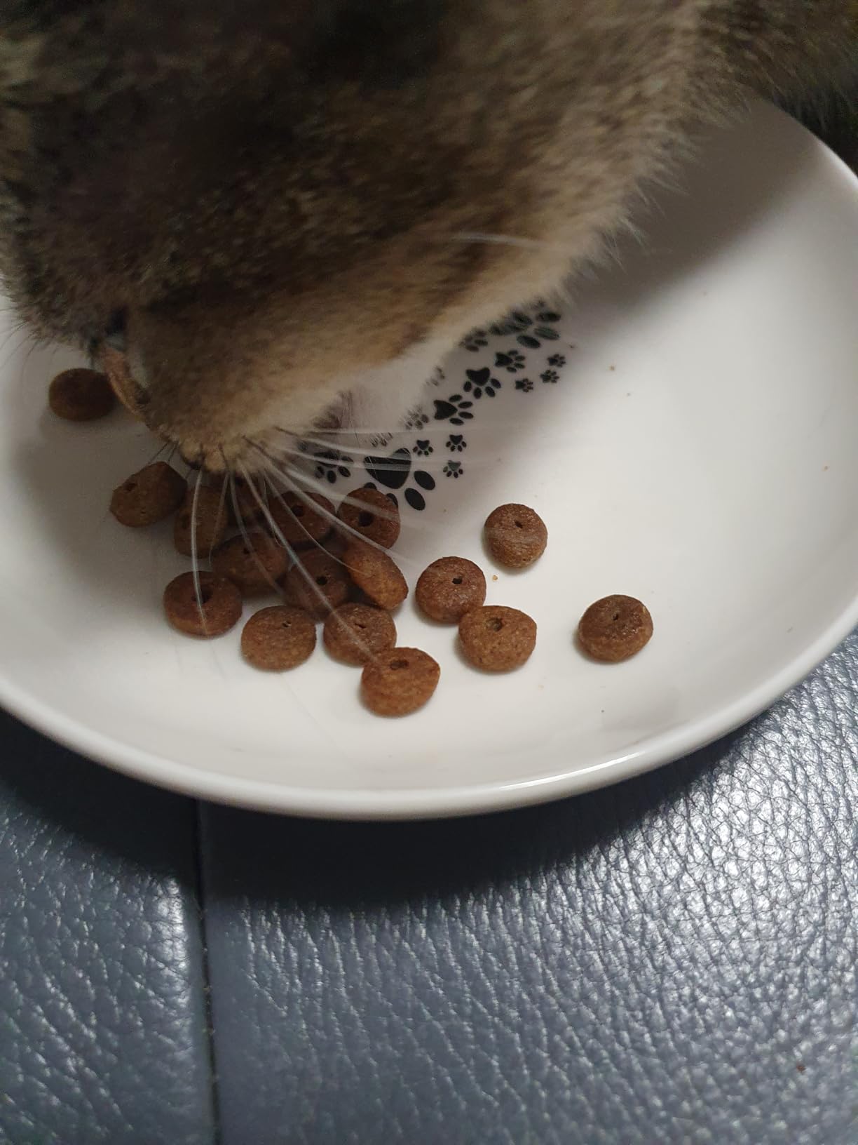 Sensible Katzendame ist begeistert
