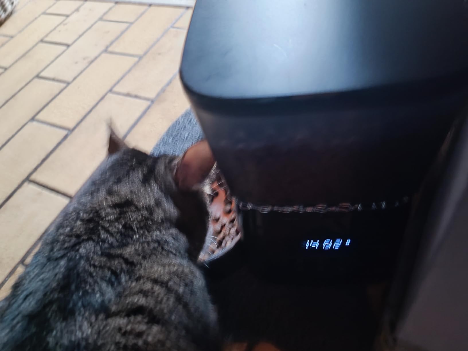 Rettung für Allergiekatze